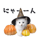 リアルな子猫ミーム（秋ハロウィン）（個別スタンプ：29）