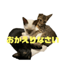 お酒とネコ好きな日常会話 9 あいさつver.（個別スタンプ：9）
