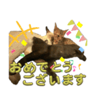お酒とネコ好きな日常会話 9 あいさつver.（個別スタンプ：25）