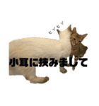 お酒とネコ好きな日常会話 9 あいさつver.（個別スタンプ：27）