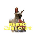 お酒とネコ好きな日常会話 9 あいさつver.（個別スタンプ：36）