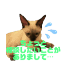 お酒とネコ好きな日常会話 9 あいさつver.（個別スタンプ：37）
