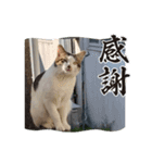 大ちゃんの毎日スタンプ（個別スタンプ：6）