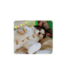 大ちゃんの毎日スタンプ（個別スタンプ：9）