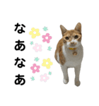 こたとらちょび(関西弁)（個別スタンプ：4）
