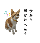こたとらちょび(関西弁)（個別スタンプ：13）