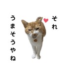 こたとらちょび(関西弁)（個別スタンプ：14）