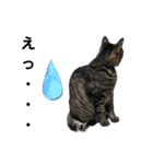 こたとらちょび(関西弁)（個別スタンプ：31）