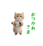 踊る！ダンス猫3（個別スタンプ：1）