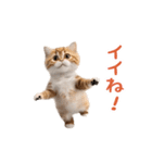 踊る！ダンス猫3（個別スタンプ：9）