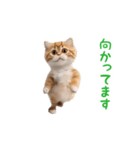 踊る！ダンス猫3（個別スタンプ：24）