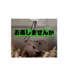 ふぐりのふふふ（個別スタンプ：8）