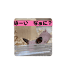 ふぐりのふふふ（個別スタンプ：9）