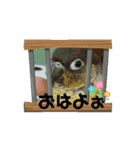 動くウロコインコ（個別スタンプ：2）