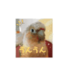 動くウロコインコ（個別スタンプ：5）