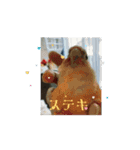 動くウロコインコ（個別スタンプ：8）