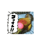 動くウロコインコ（個別スタンプ：16）