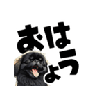 毎日使える可愛い黒ペキニーズのでか文字（個別スタンプ：5）