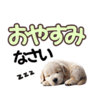 可愛い子犬と♡デカ文字スタンプ（個別スタンプ：24）