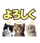 可愛い子猫と♡デカ文字スタンプ（個別スタンプ：5）