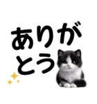 可愛い子猫と♡デカ文字スタンプ（個別スタンプ：13）