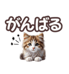 可愛い子猫と♡デカ文字スタンプ（個別スタンプ：36）