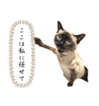 シャム猫、米粉（こめこ）（個別スタンプ：4）