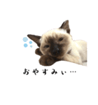 シャム猫、米粉（こめこ）（個別スタンプ：6）
