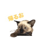 シャム猫、米粉（こめこ）（個別スタンプ：7）