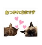 シャム猫、米粉（こめこ）（個別スタンプ：10）