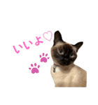 シャム猫、米粉（こめこ）（個別スタンプ：12）