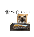 シャム猫、米粉（こめこ）（個別スタンプ：16）