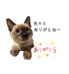 シャム猫、米粉（こめこ）（個別スタンプ：18）