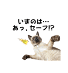 シャム猫、米粉（こめこ）（個別スタンプ：21）