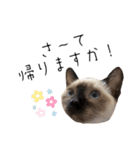 シャム猫、米粉（こめこ）（個別スタンプ：27）