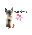 シャム猫、米粉（こめこ）（個別スタンプ：28）