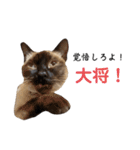 シャム猫、米粉（こめこ）（個別スタンプ：29）