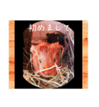 あっきんの猫＆モルモット（個別スタンプ：1）