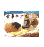 あっきんの猫＆モルモット（個別スタンプ：4）