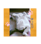 あっきんの猫＆モルモット（個別スタンプ：11）