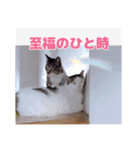 あっきんの猫＆モルモット（個別スタンプ：12）