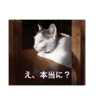 あっきんの猫＆モルモット（個別スタンプ：13）