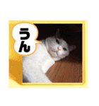 あっきんの猫＆モルモット（個別スタンプ：14）