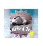 あっきんの猫＆モルモット（個別スタンプ：15）