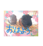 あっきんの猫＆モルモット（個別スタンプ：16）