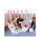あっきんの愉快な仲間たち(猫)（個別スタンプ：1）