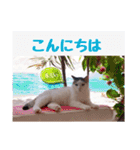 あっきんの愉快な仲間たち(猫)（個別スタンプ：2）