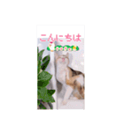 あっきんの愉快な仲間たち(猫)（個別スタンプ：3）