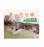あっきんの愉快な仲間たち(猫)（個別スタンプ：6）