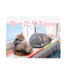 あっきんの愉快な仲間たち(猫)（個別スタンプ：7）